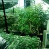DEA Finds 100 Pounds Of Fresh Pot In SI Grow Garage